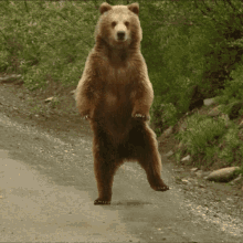black bear dancing gif